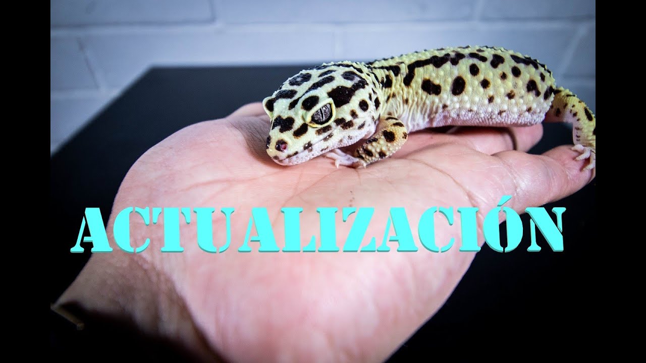 ACTUALIZACION DE GECKOS