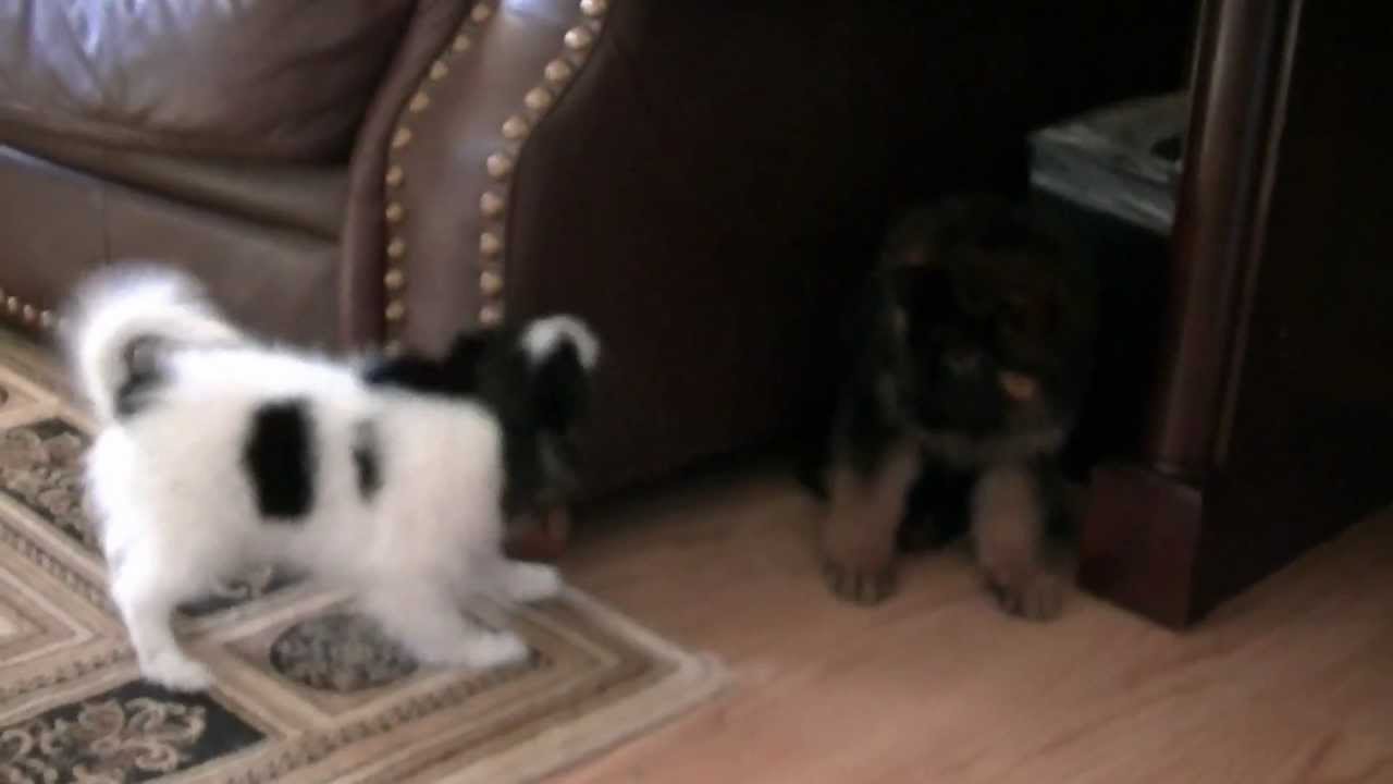 Papillon puppy eats German Shepherd puppy