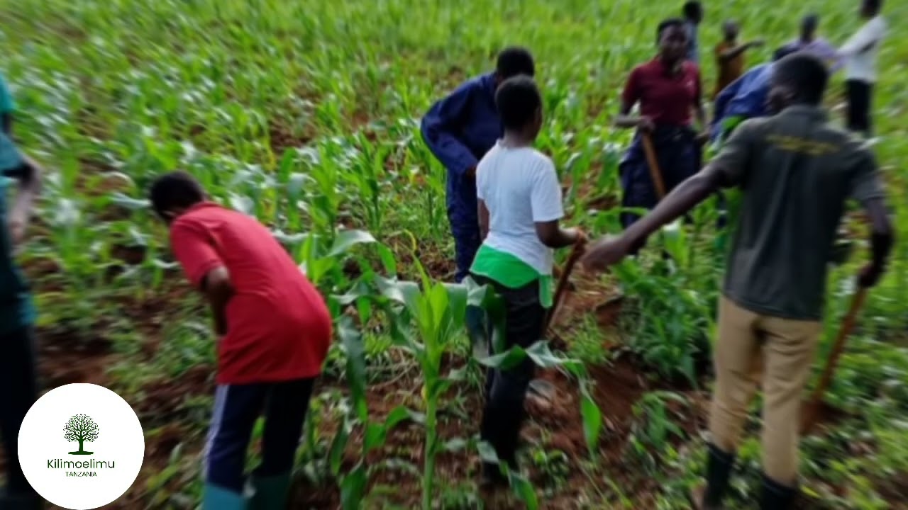 PUNGUZA HASARA SHAMBANI KWA KUFANYA UTAFITI(SCOUTING)NA MAANA YAKE