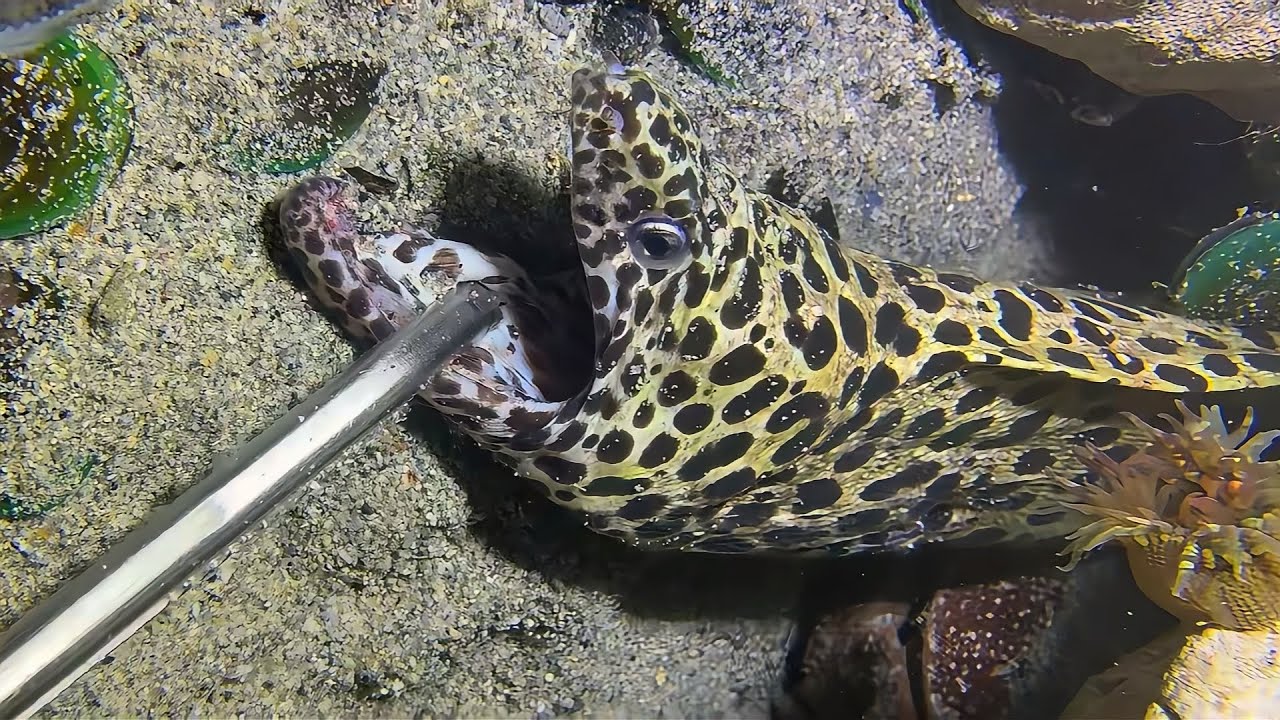 Live Stream 🟢 –Diving High-Energy Moments - Don't Miss It！ #diving #fishing #seafood #shorts