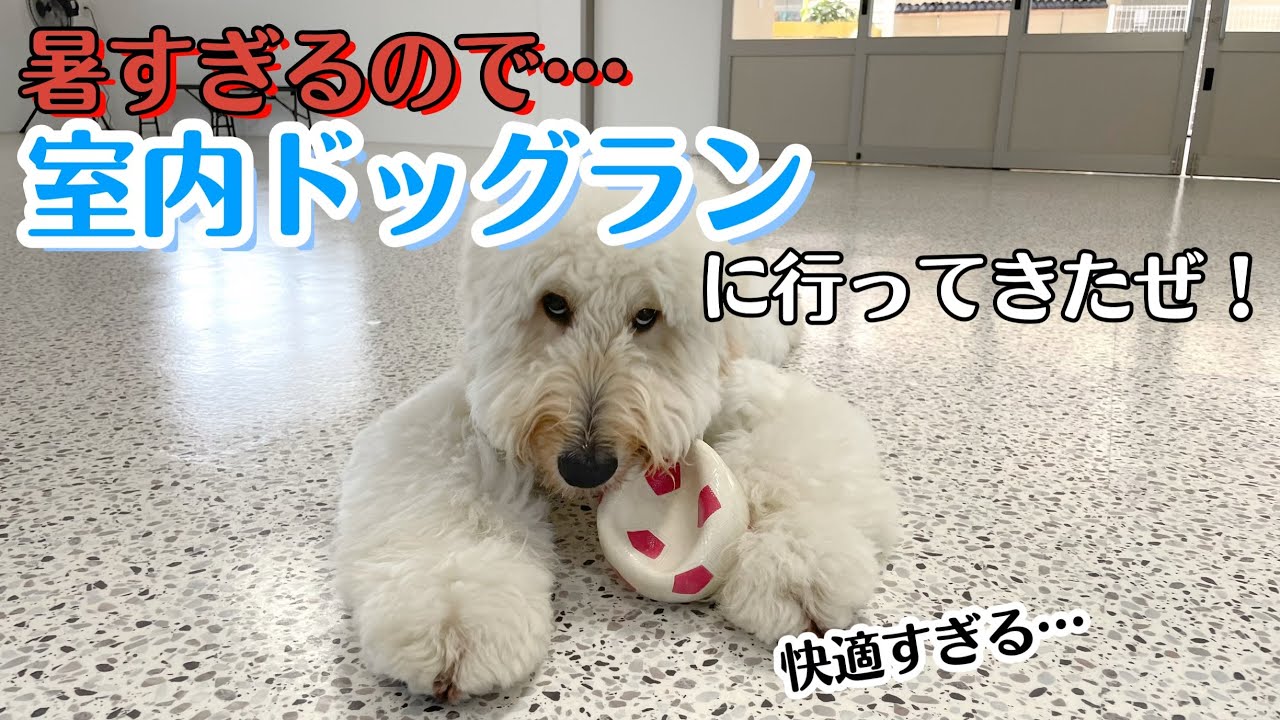 暑すぎるので「室内ドッグラン」に行ってきたぜ！