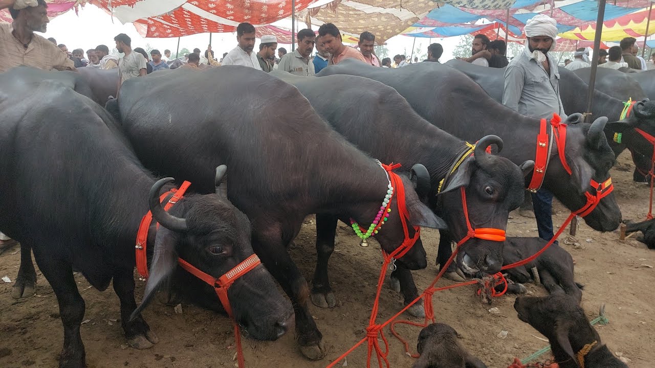 Parsi Pashu Mandi | Pashu Hatwara | Bheso  ka Bajar | Sale Murra Buffalo | Bhuri bhes | Meerut Mandi