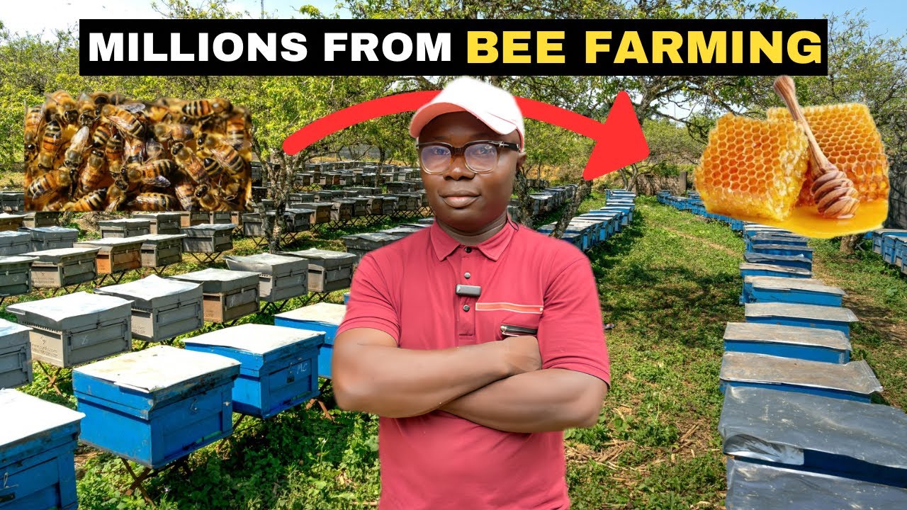 He is Turning His Backyard into a Bee 🐝 Farm in Nigeria 🇳🇬