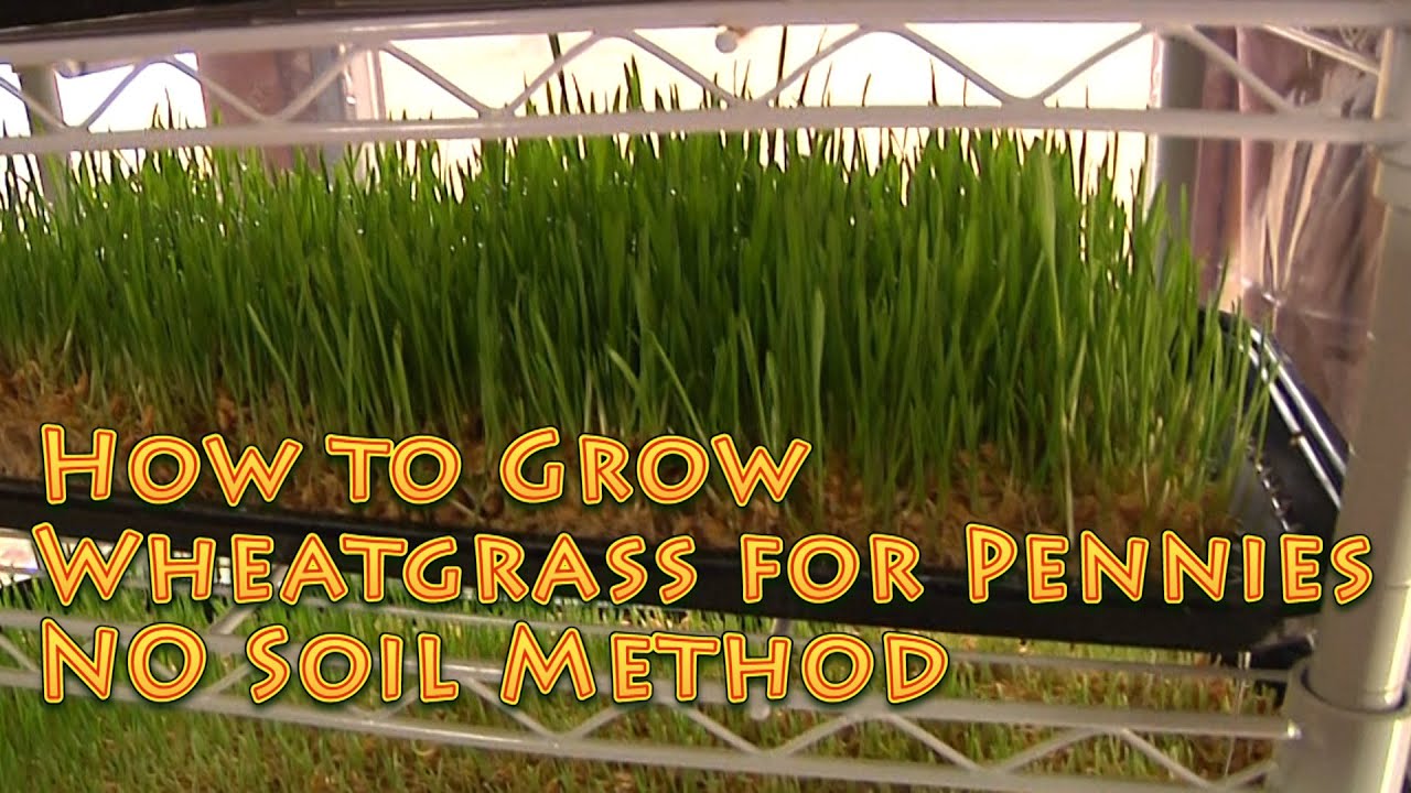 How to Grow WHEATGRASS No soil EASY