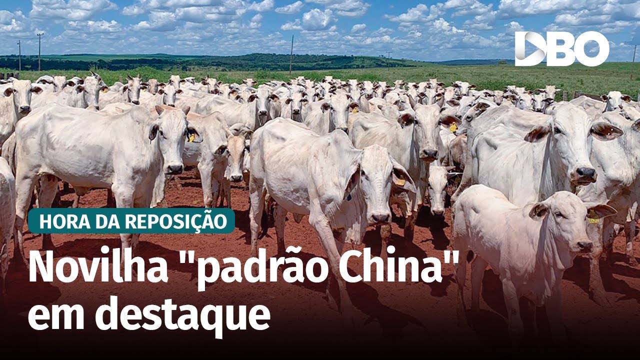 Demanda por fêmeas aquece o mercado de reposição no Noroeste de MG