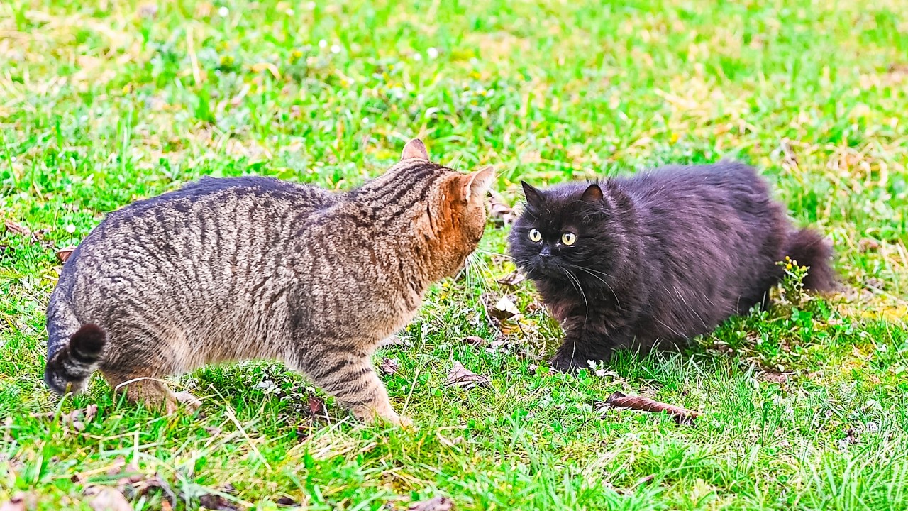 Intruder Was Twice His Size… Petit Didn’t Care