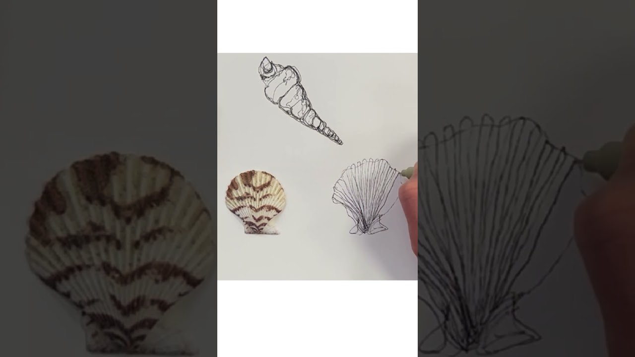 Observational Drawing | Continuous Line Sea Shells #art #contourdrawing