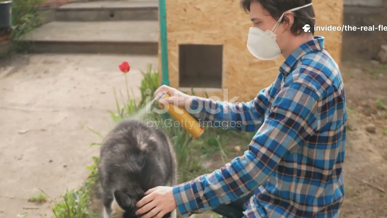 Stop Fleas Fast The Real DIY Solution