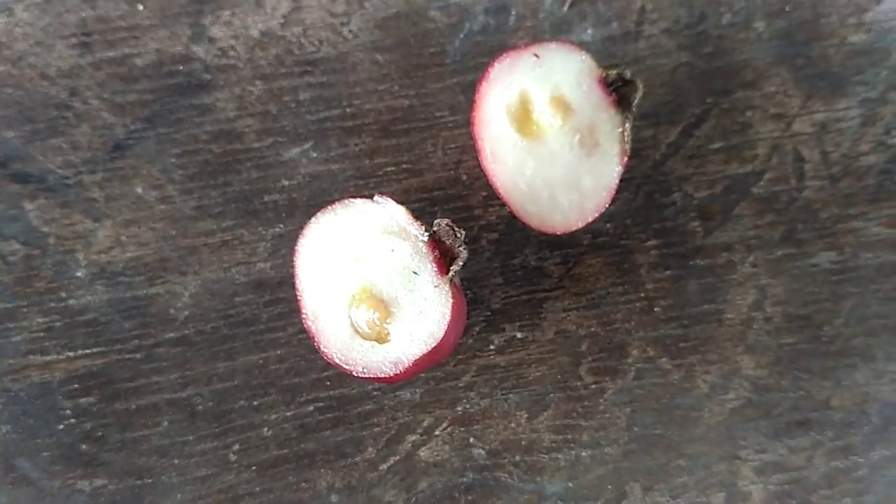 Cherry guava / strawberry guava buah cantik dan menawan | Gradaz Farm