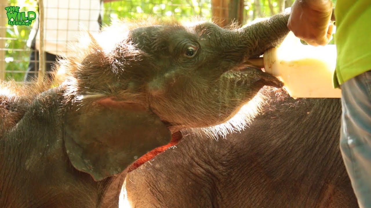 A Wildlife Team Looks After Cute Little Elephants: A touch of humanity (part 1)