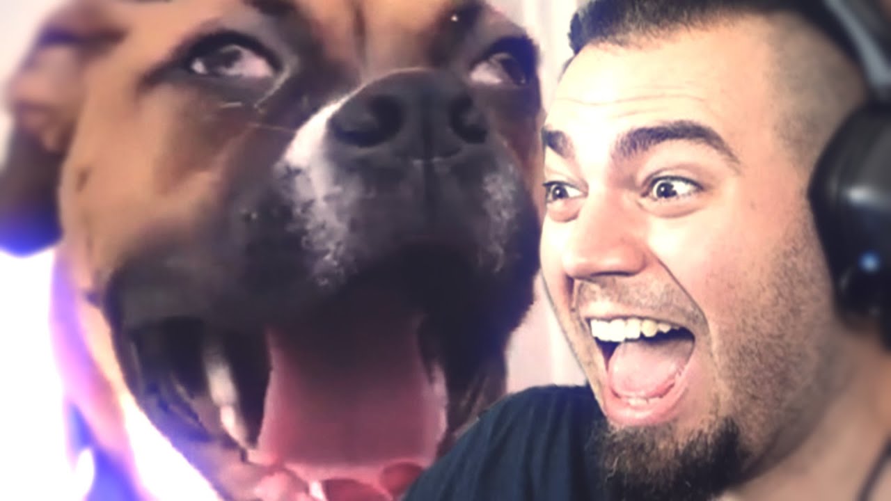 TIKTOK MEMES ANIMALS DONT LAUGH CHALLENGE | ZellenDust