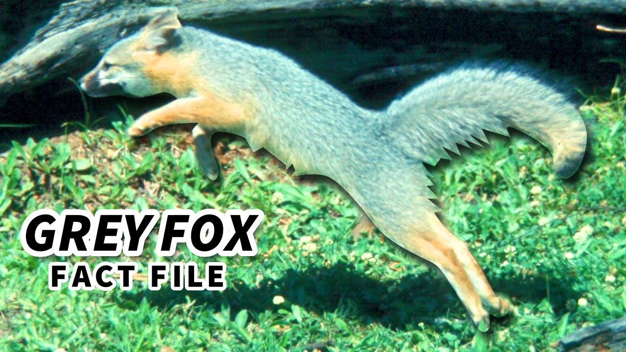 Факты о серой лисе: также факты о серой лисе 🦊 Файлы с фактами о животных