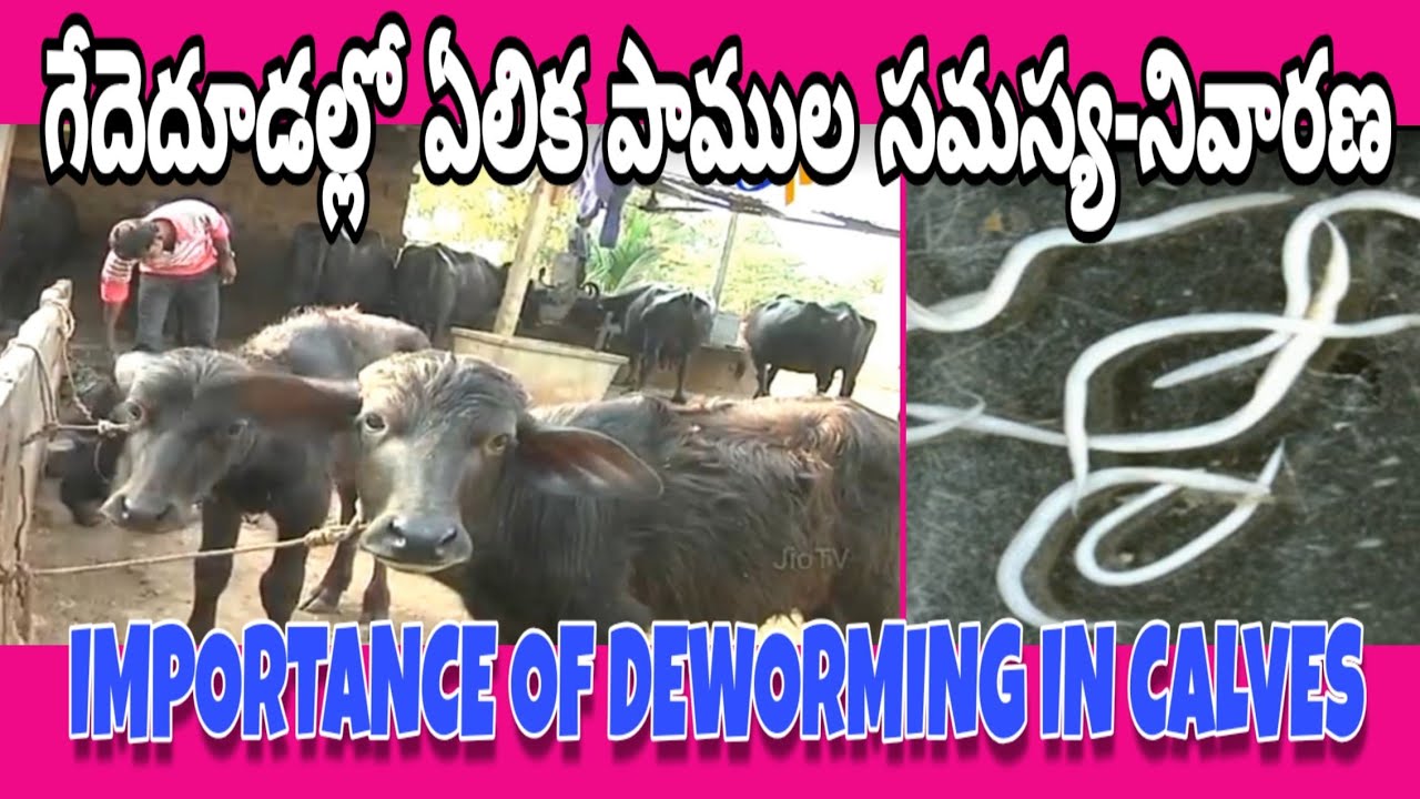 Deworming of Buffalo Calves-Importance- Suggestions