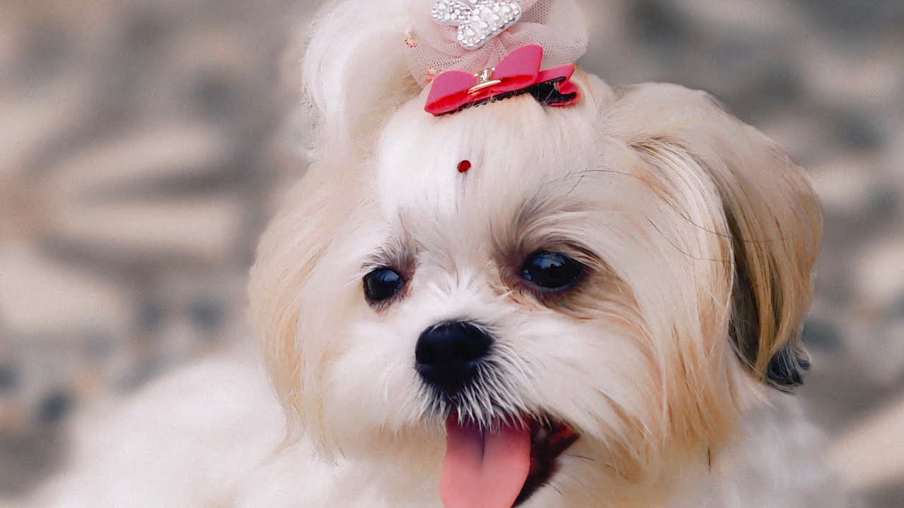 ShihTzu Roxy is live! Hi everyone