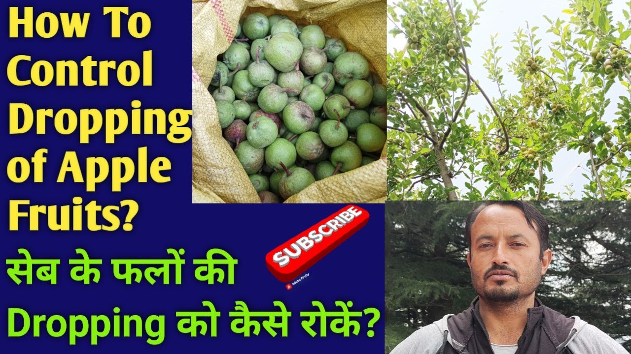 Apple Fruits Dropping Ko Control Kaise Karen ll How to Control Dropping of Apple Fruits ll