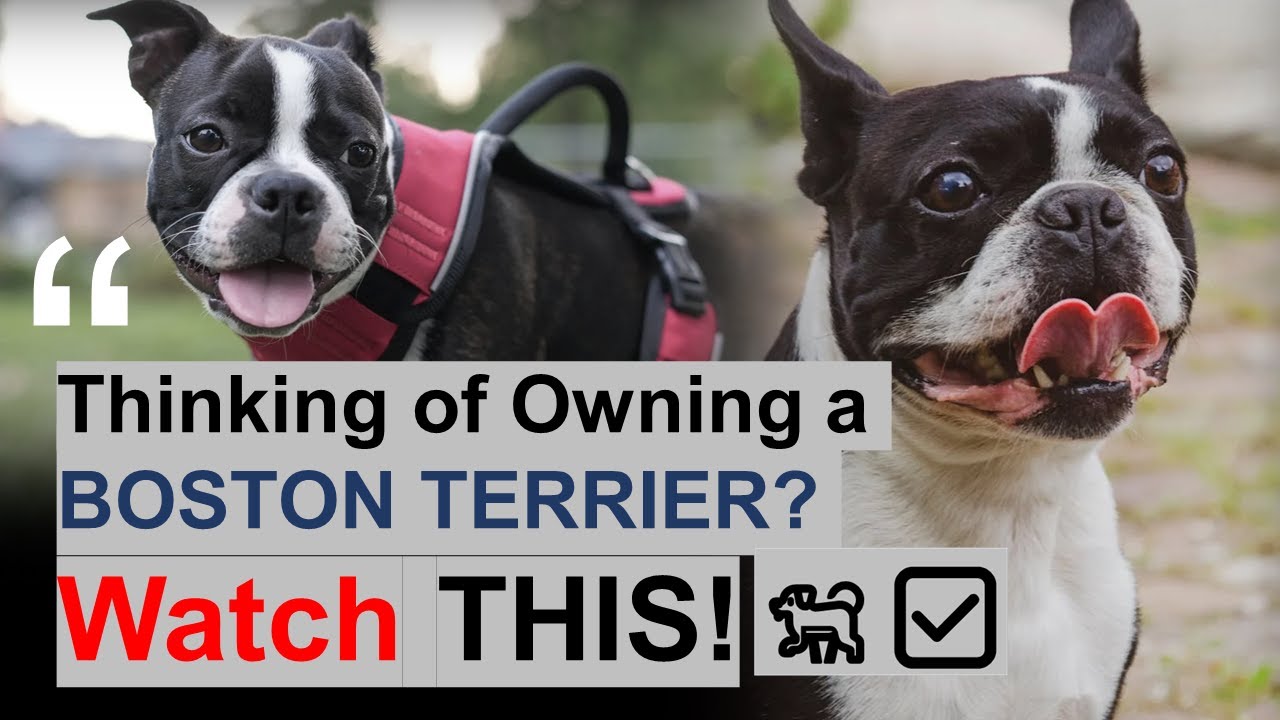Is a Boston Terrier Right for You? Find Out NOW! !🐶