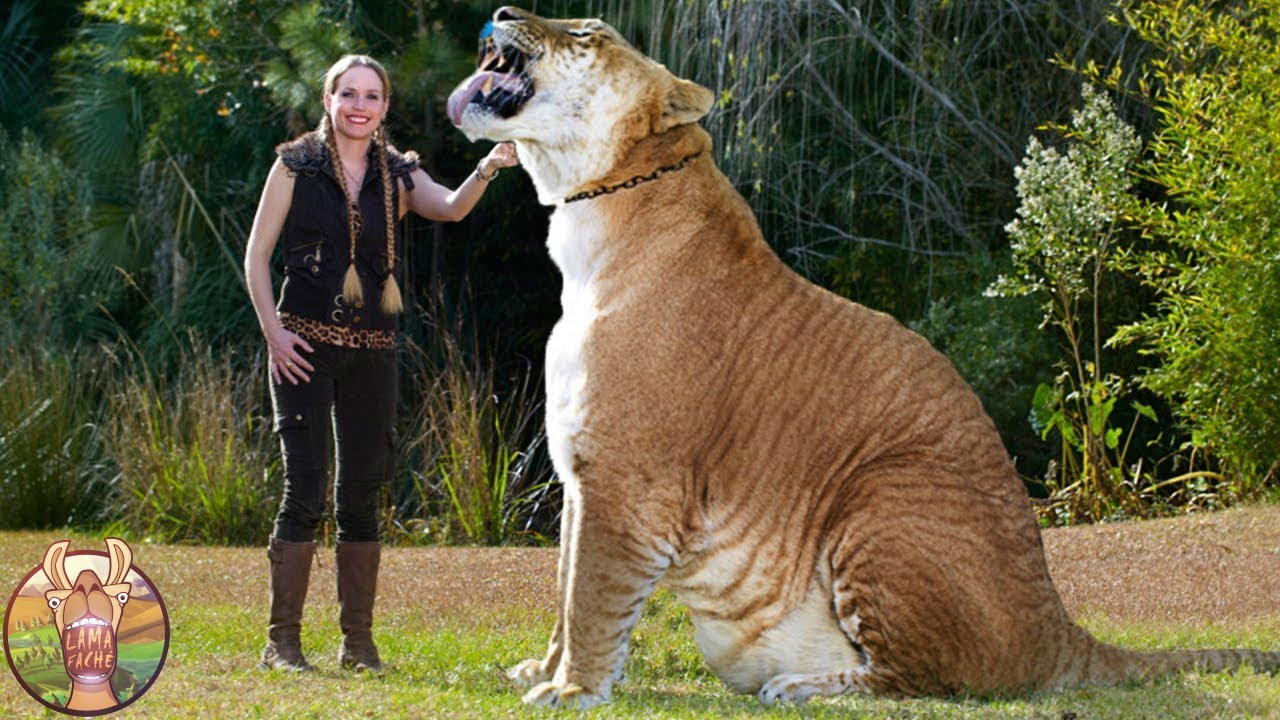 10 ANIMAUX HYBRIDES QUE VOUS N&rsquo;AVEZ JAMAIS VU | Lama Fach&eacute;