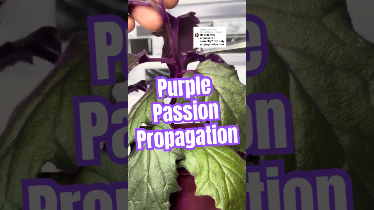 How To Propagate Purple Passion Plant