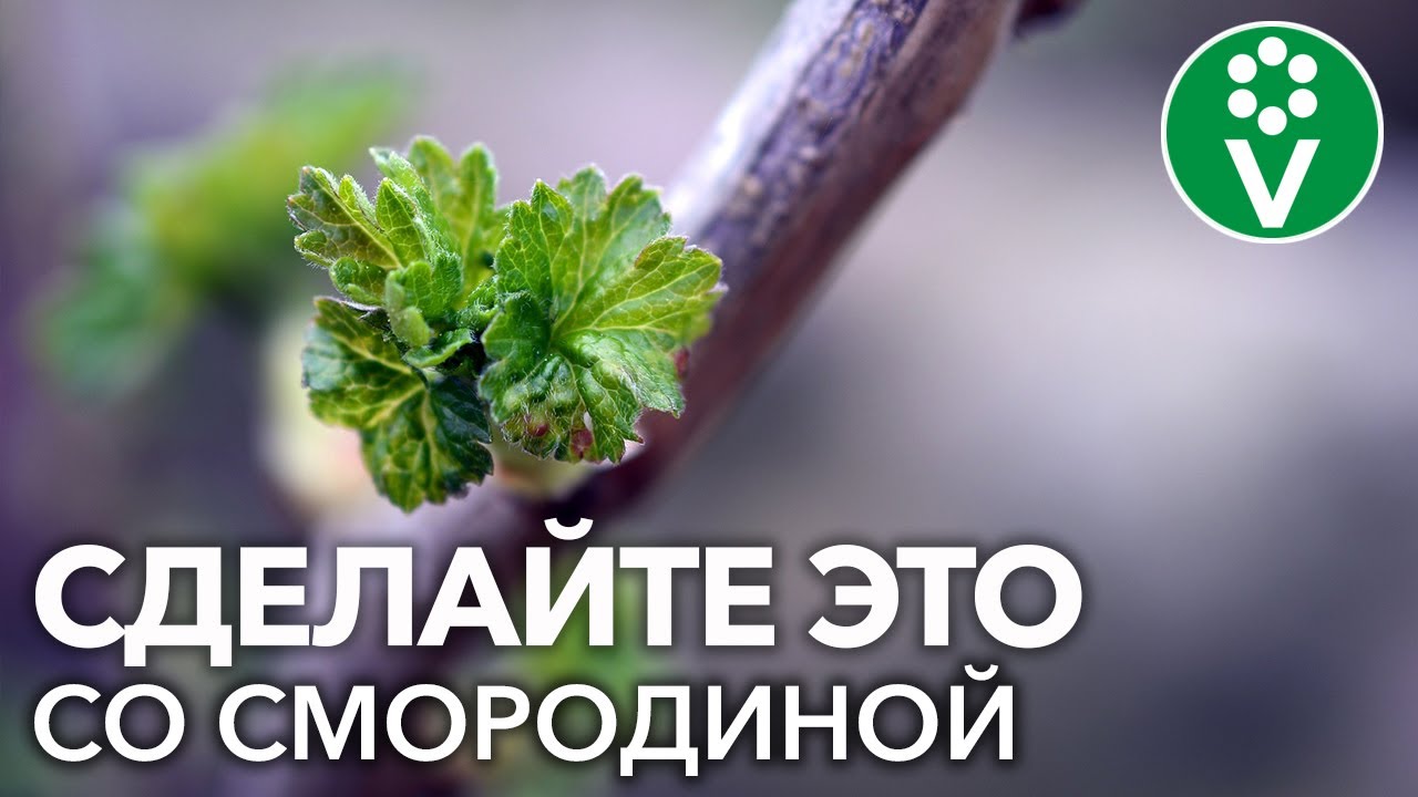 СМОРОДИНА ПРОСНУЛАСЬ: ЧТО НЕОБХОДИМО СРОЧНО СДЕЛАТЬ И ЧТО ДЕЛАТЬ УЖЕ НЕЛЬЗЯ НИ В КОЕМ СЛУЧАЕ?