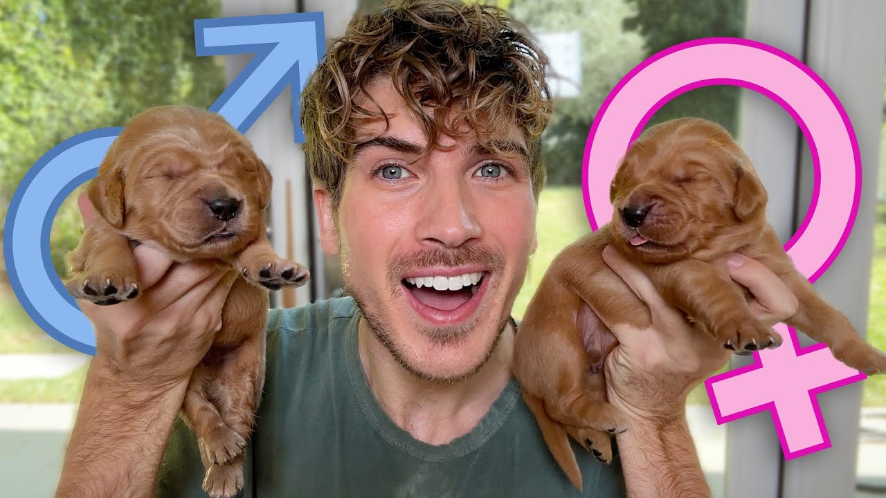 Revealing the Genders Of My 11 Golden Retriever Puppies!