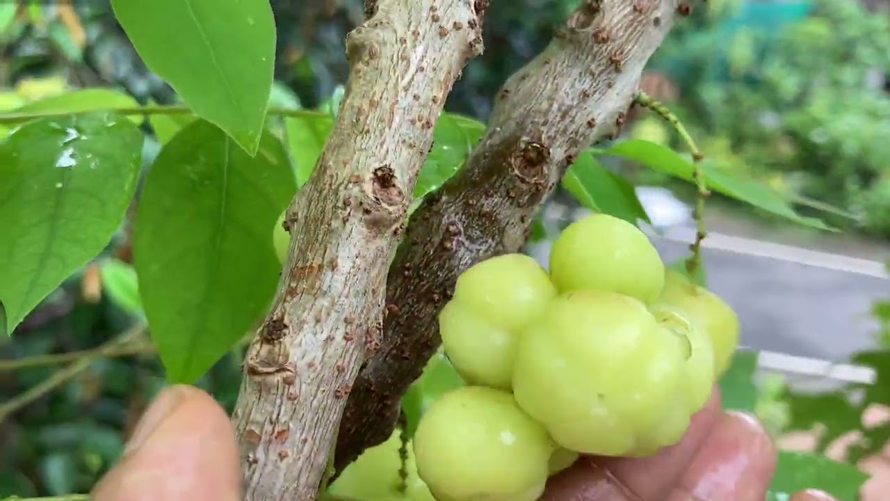 STAR GOOSEBERRY 😍 | നെല്ലിപുളി | അരിനെല്ലിക്ക | 🍏🍈