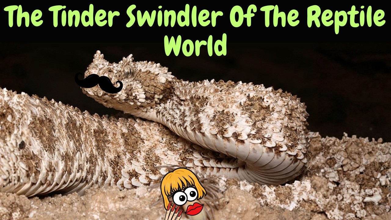 Nature's Most Evolved Avian Hunter: The Spider Tailed Horned Viper