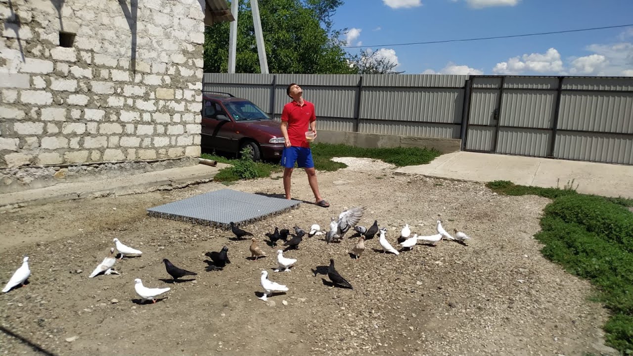 Потерял Голубеи выше Облаков
