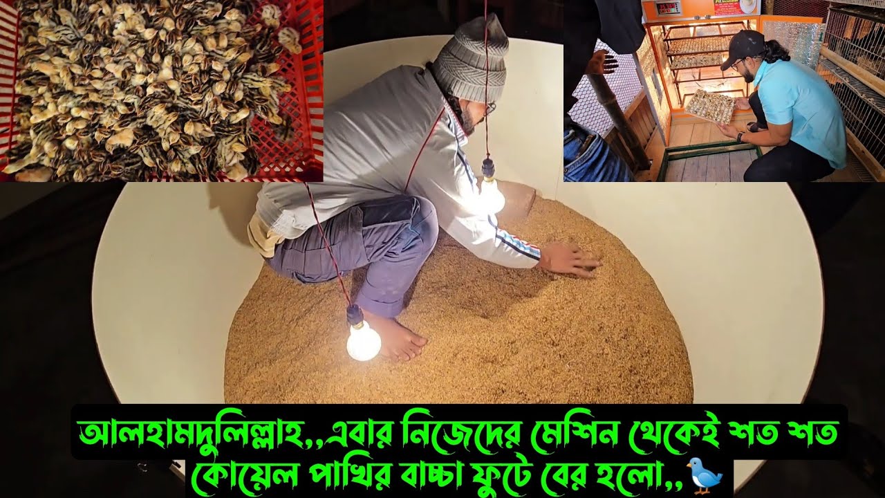 আলহামদুলিল্লাহ,,এবার নিজেদের মেশিন থেকেই শত শত কোয়েল পাখির বাচ্চা ফুটে বের হলো,,🐦