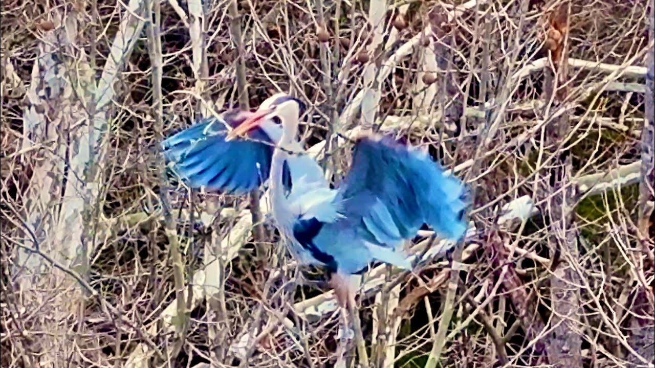Great Blue Herons Nest Building