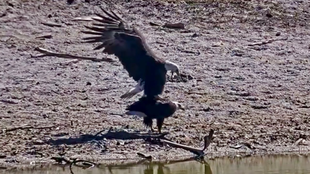 SWFL Eagles 2-16-26.  M15 & F23 MATE AT THE POND after Short Chase; + Valentine's Day Baths!