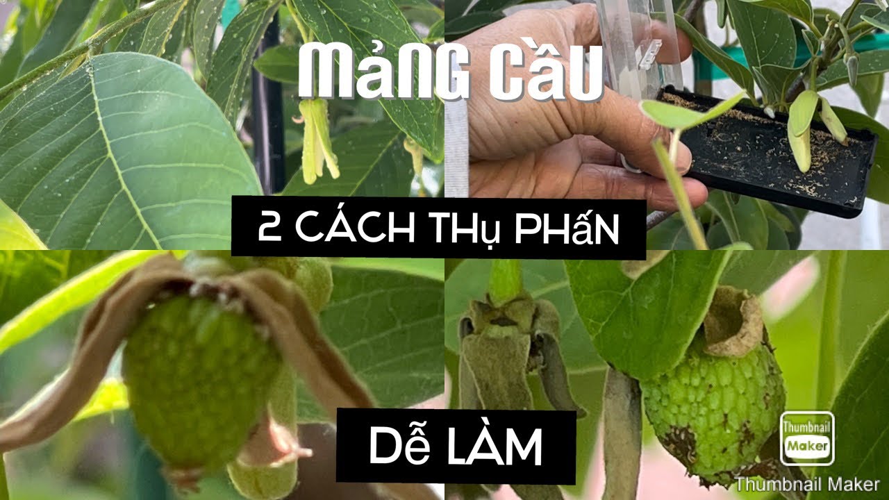 2 Cách Thụ Phấn Hoa Mảng Cầu Dễ Đậu Trái tt406