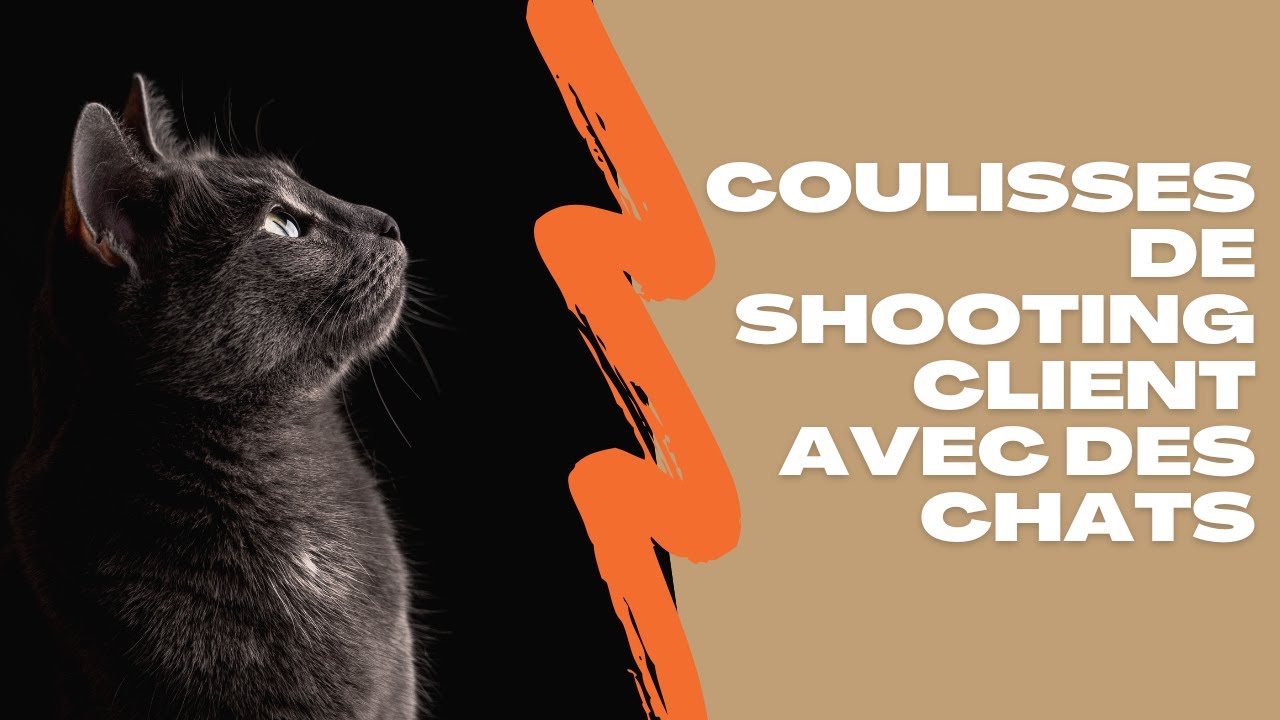 Bref, j'ai tourné une pub avec un chat...