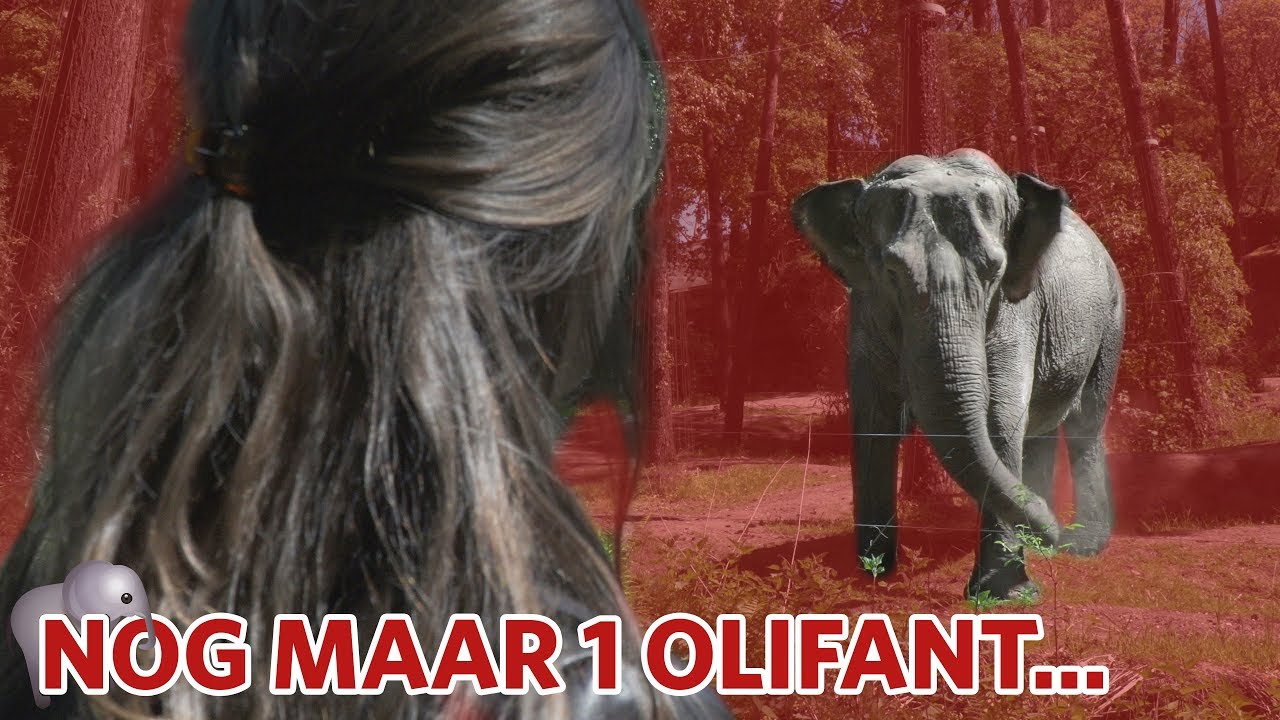 🐘 Hoe is het met de enige olifant? 🐘