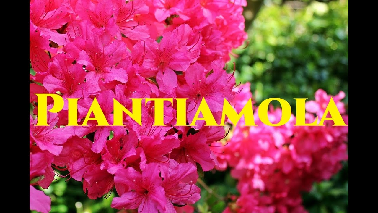 Come piantare a terra una Azalea Tutorial Giardinaggio Gardeners World nel giardino di Monfestino