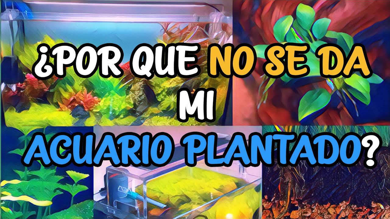 ¿Porque NO SE DA mi ACUARIO PLANTADO? ¿Porque se PUDREN MIS PLANTAS? | 6 TIPS | AcuariosLP