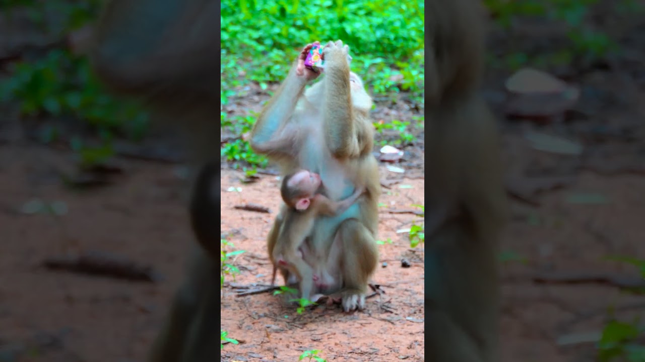 #monkeyrose #cute #monkeyrosi