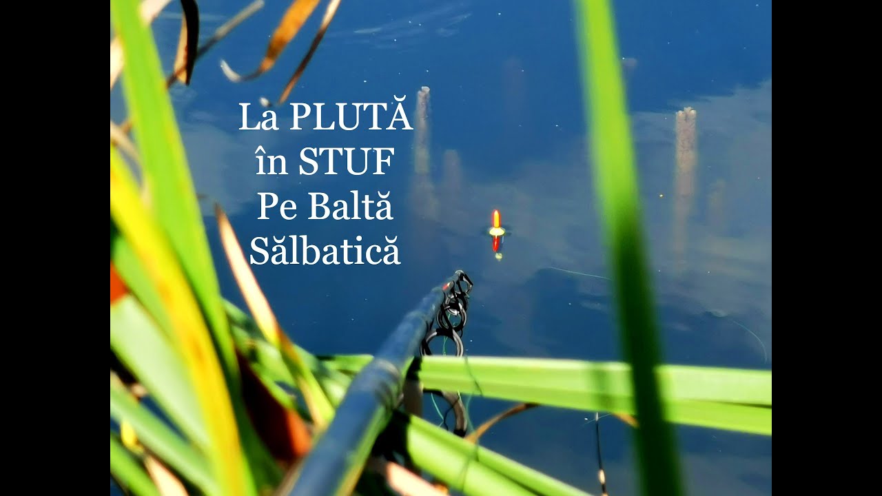 Pescuit LA PLUTA CARAS pe Baltă Sălbatică &icirc;n buza stufului la Botul Undiței