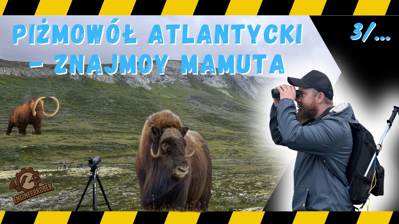 Piżmowół arktyczny - Tour de Skandynawia - engineerkobek odc. 3