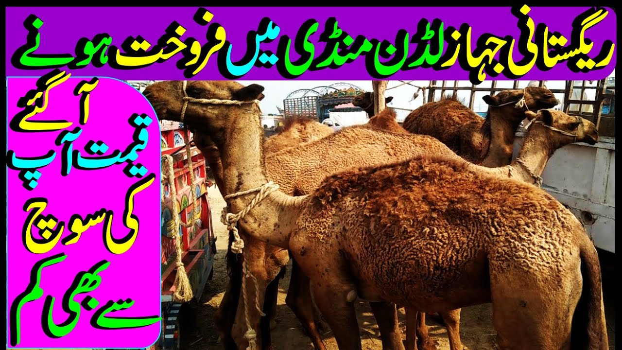 Camel For Sale In Luddan Mandi / Ounth Fore Sale /Camel Mandi/Camel Price / Luddan Mandi.PK