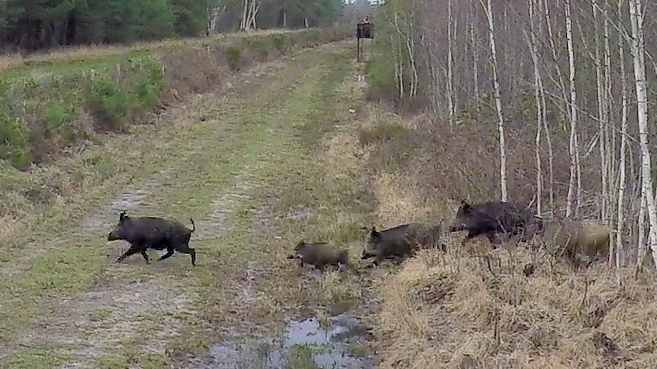 Chasse Cerfs, Sangliers, Chevreuils / Best Of Saison 2019-2020