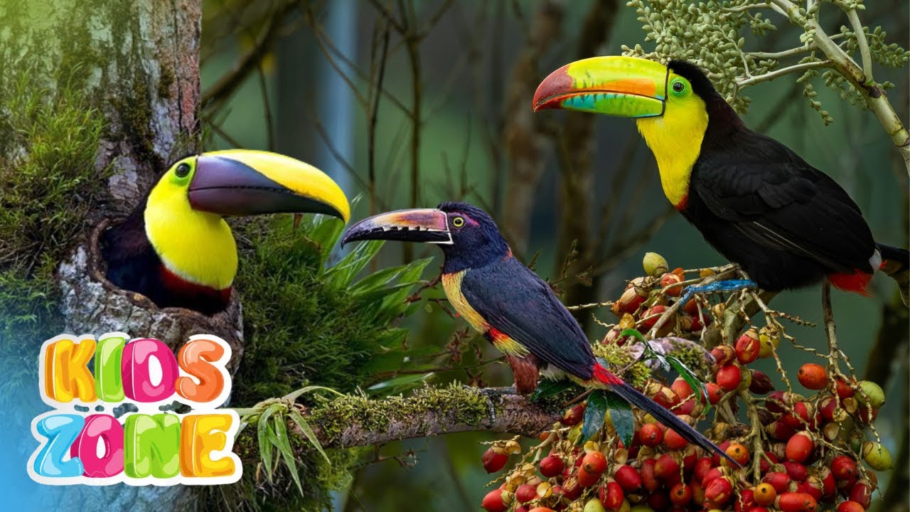 Different Types of Toucan For Kids | All About Toucans | 20 Types of Toucan Species For Kids