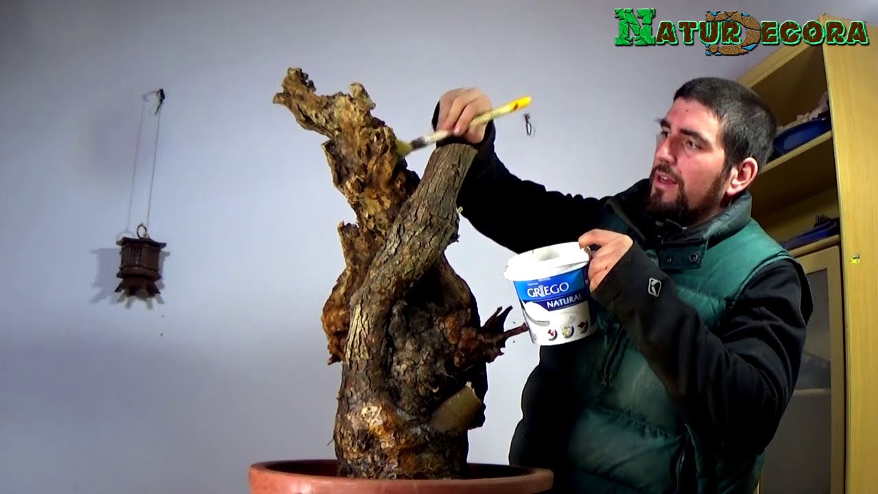 Cómo hacer un bonsai centenario de una Estaca de Olivo