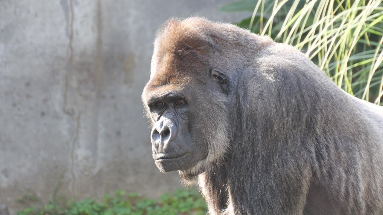 モンタが泣いている　ゴリラの大量虐殺に資金提供したとされる千葉市動物公園の犯罪行為は本当か！　202512