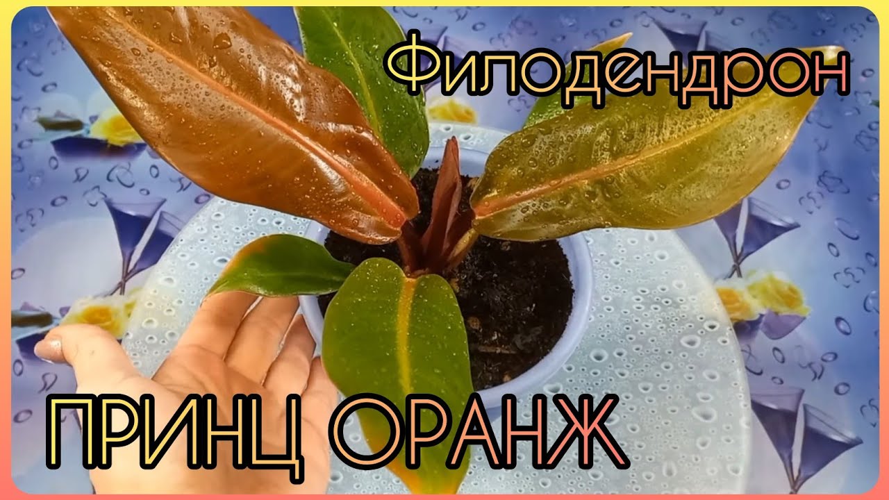 Шалтай-Болтай🌱Исправляю неустойчивое положение ФИЛОДЕНДРОНА ПРИНЦ ОРАНЖ🧡Особенная пересадка🌱Грунт🧡