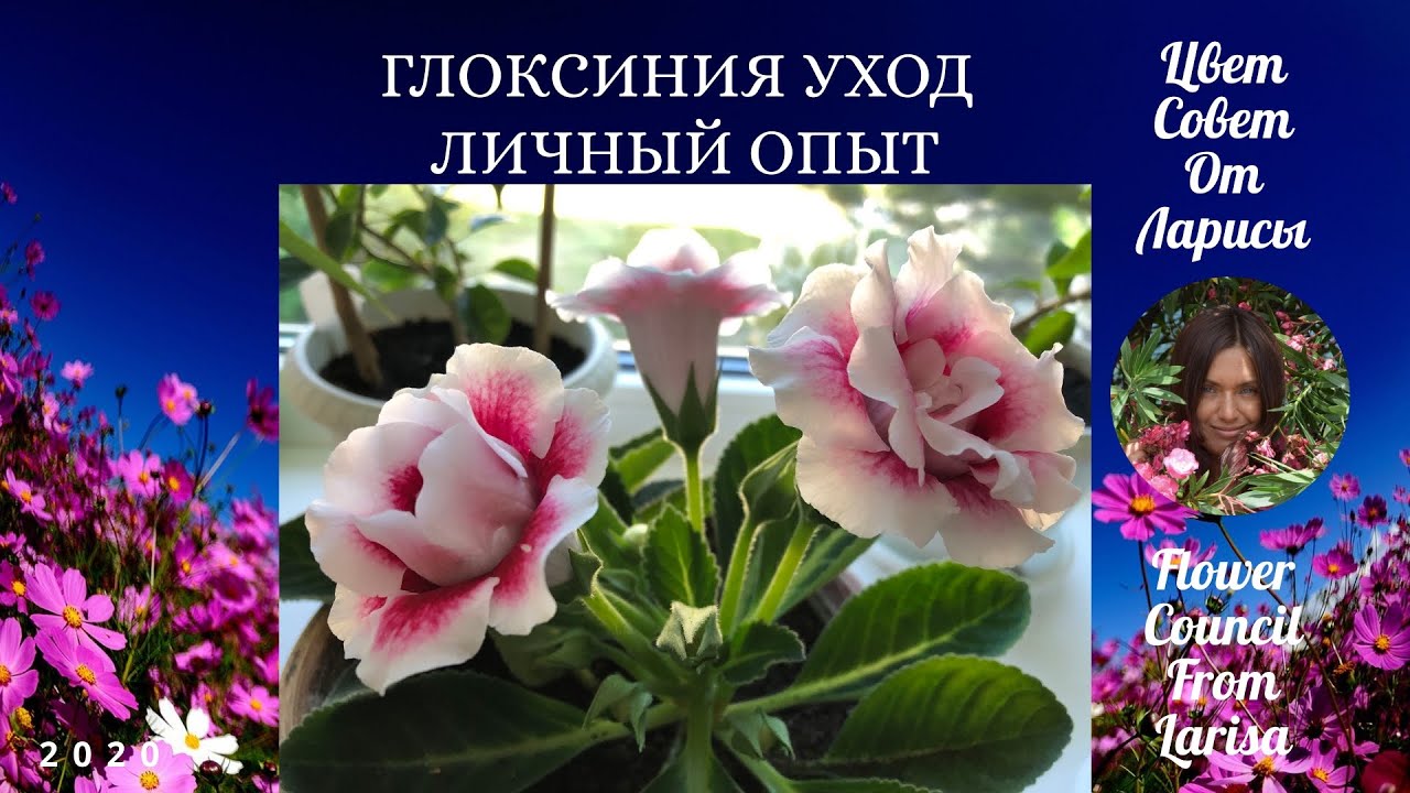 ГЛОКСИНИЯ УХОД И ВЫРАЩИВАНИЕ ИЗ ЛИЧНОГО ОПЫТА 4К