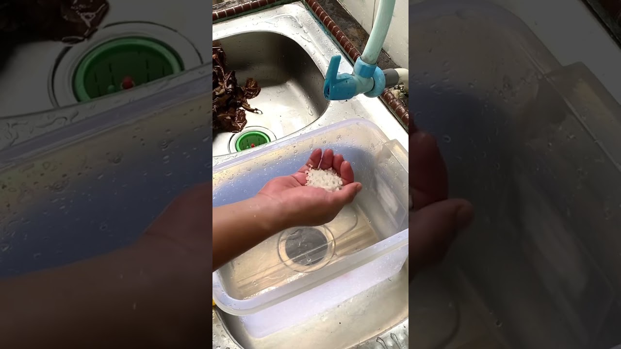 Tutorial ekstrak daun ketapang #ikan #bettafish #daunketapang #ketapang