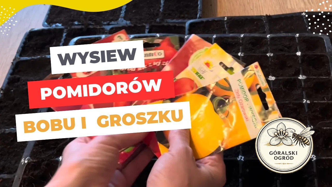 Wysiew pomidorów, bobu, groszku i ziół.  Uprawa  czosnku z nasionami kopru.