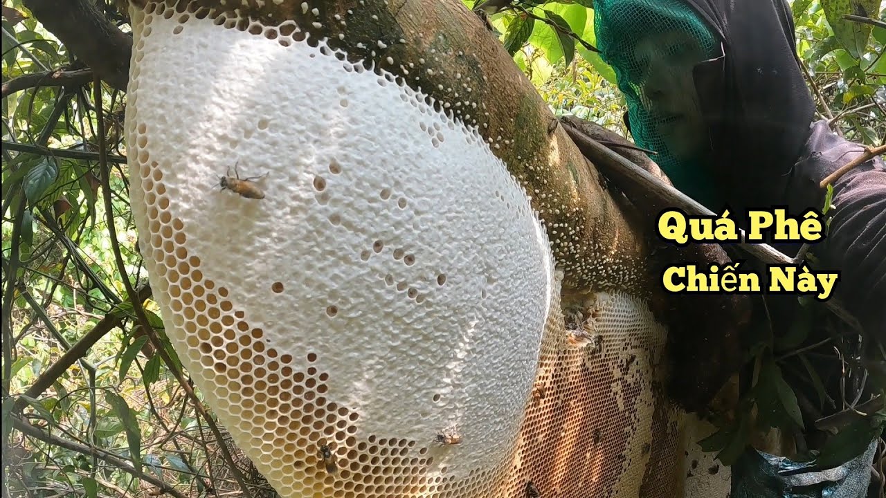 Buổi Sáng Liên Tục Gập Hai Tổ Bầu Mật Quá Trời Khủng Bợ Đã Tay .