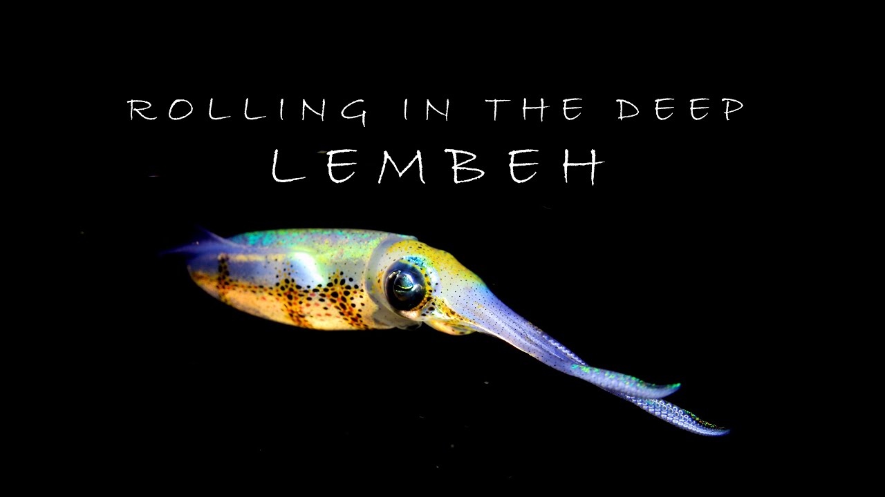 Rolling in the Deep #28 - Lembeh