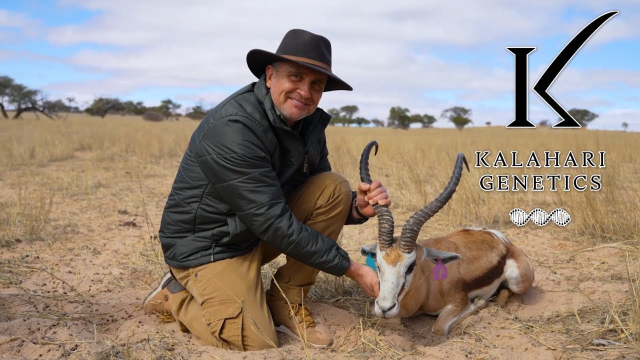 Matador &ndash; World Record Springbok | Kalahari Genetics | Filmed for Landbou.com